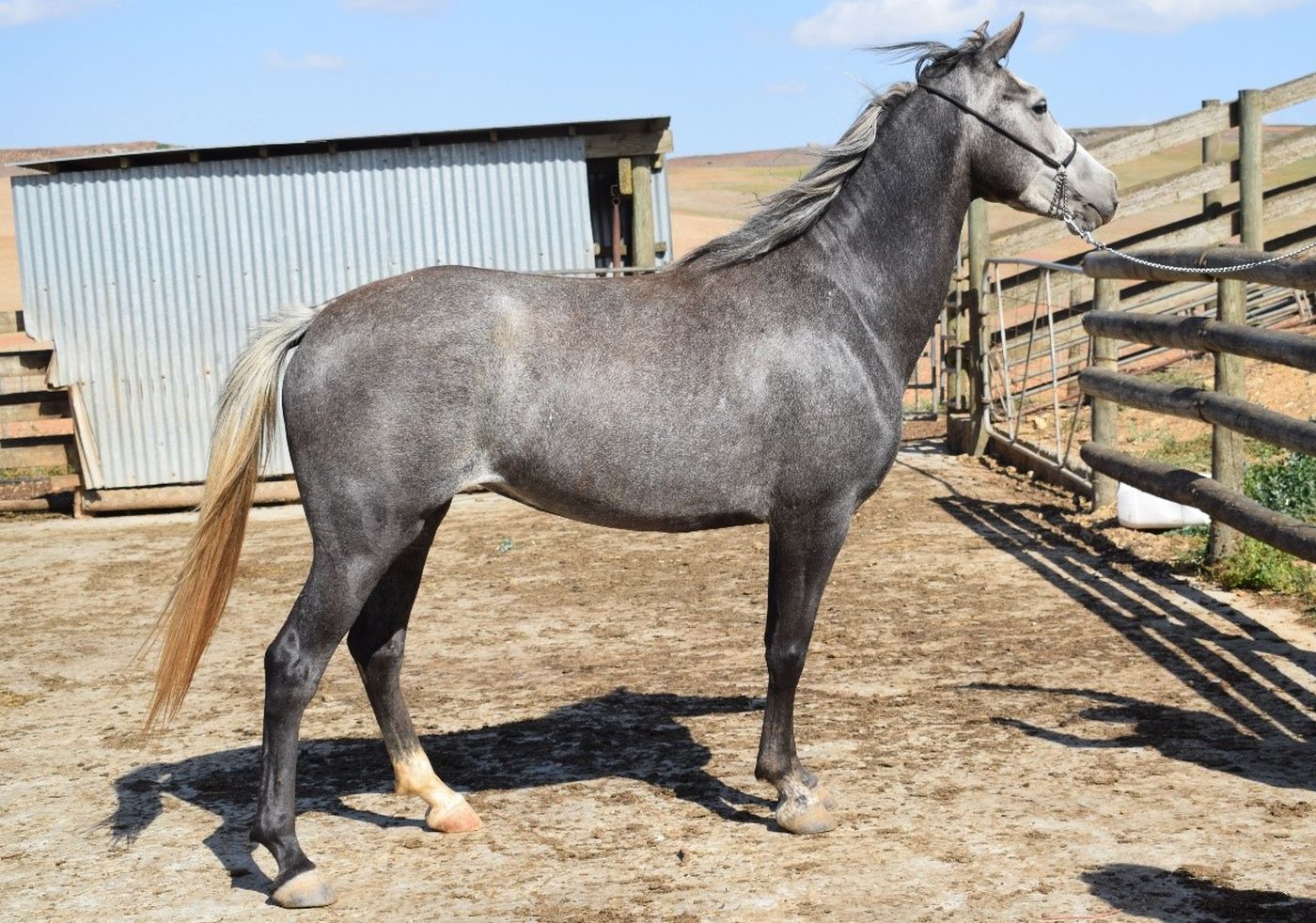 Ruggens SA Boerperd Stud Auction - Lot 20